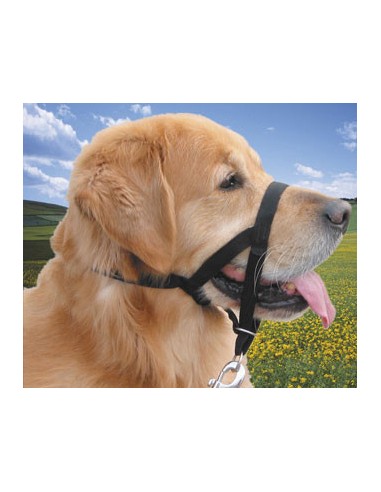 Collier licol pour chiens - Différentes Tailles (XS-S-M-L-XL)