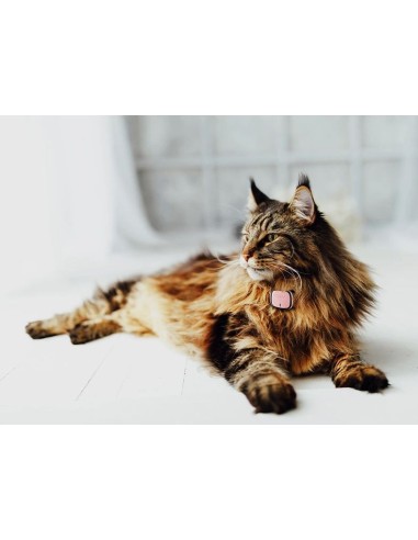 Kippy Traceur Gps pour chiens et chats