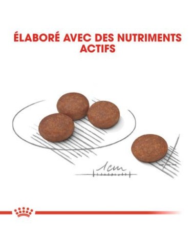 Mini Digestive Care - Royal Canin - Croquettes...
