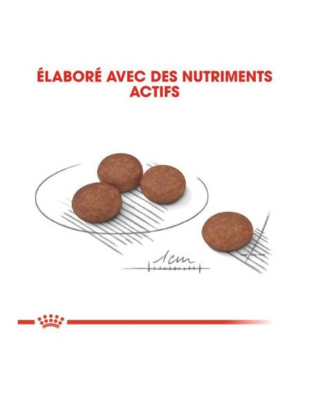 Mini Digestive Care - Royal Canin - Croquettes chiens de petites tailles
