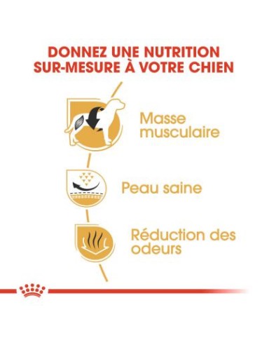 Bulldog Français - Royal Canin -Croquettes pour...