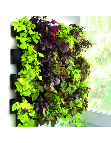 MODULE MURAL VERSA GARDEN HYDROPONIC PLUS