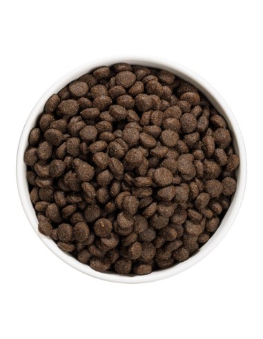 OWNAT - Chien Just GF Junior