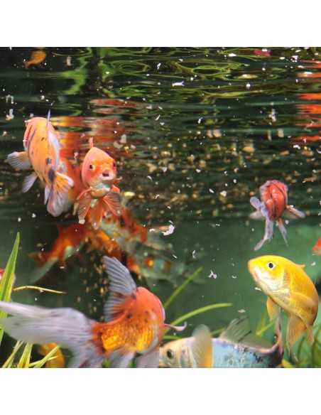 JBL Pronovo Red Flakes M - Différents Volumes