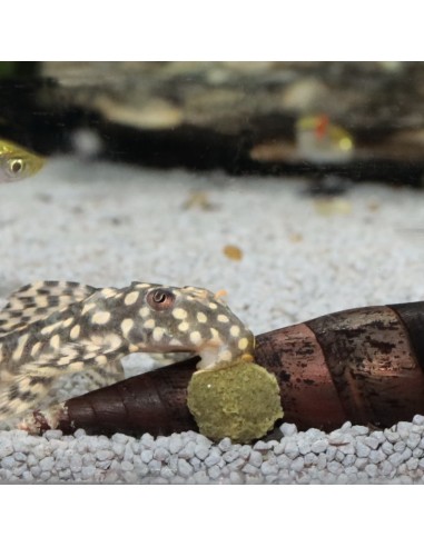 JBL Pronovo Pleco Wafer M 250ml 