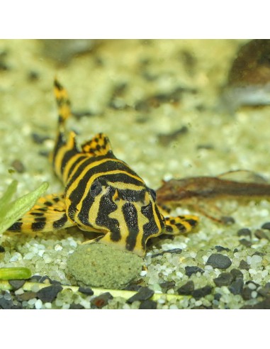 JBL Pronovo Pleco Wafer M 250ml 