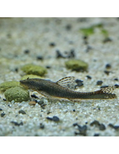 JBL Pronovo Pleco Wafer M 250ml 