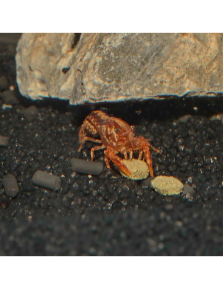 JBL Pronovo Crabs Wafer M 250ml