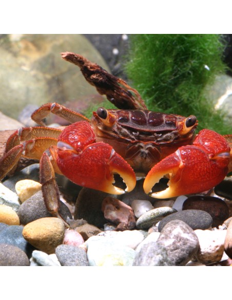 JBL Pronovo Crabs Wafer M 250ml