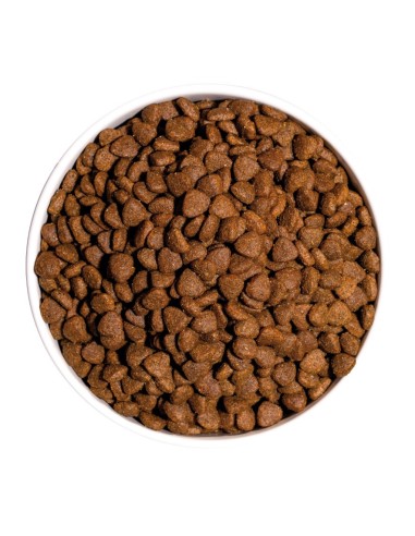 OWNAT - Classic Chaton