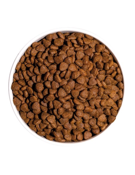 OWNAT - Classic Chaton