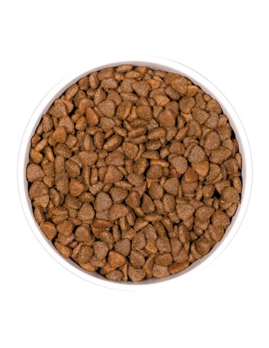 Ownat Chat GF Prime Kitten