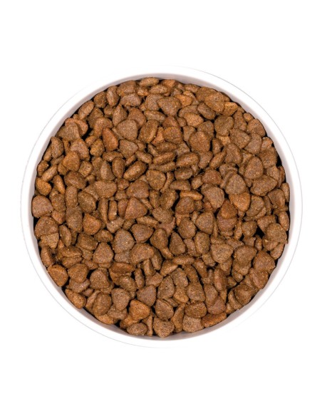 Ownat Chat GF Prime Kitten