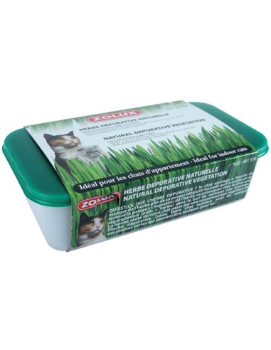 Herbe A Chat 250Gr