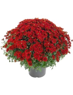 POMPONETTE UNICOLORE POT 19CM