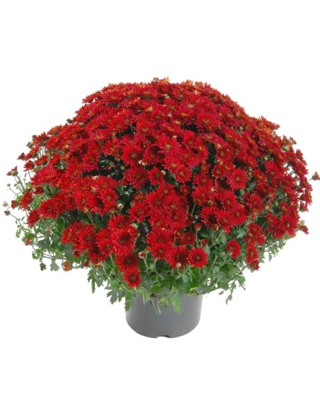 POMPONETTE UNICOLORE POT 19CM