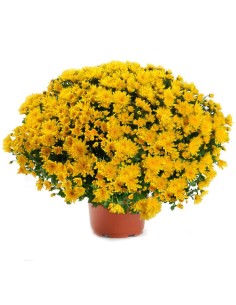 POMPONETTE UNICOLORE POT 19CM 2