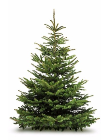 Sapin de Noël NORDMANN - 1M50/2M