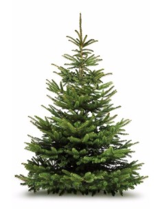 Sapin de Noël NORDMANN - 1M50/2M
