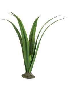 PLANTE PANDANUS HAGEN