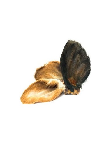 Oreille de Boeuf avec Poils