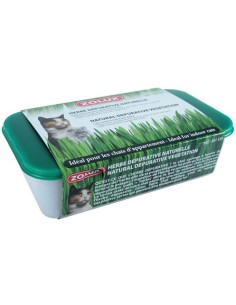 Herbe A Chat 250Gr