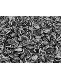 Tournesol Strié - 2.5KG