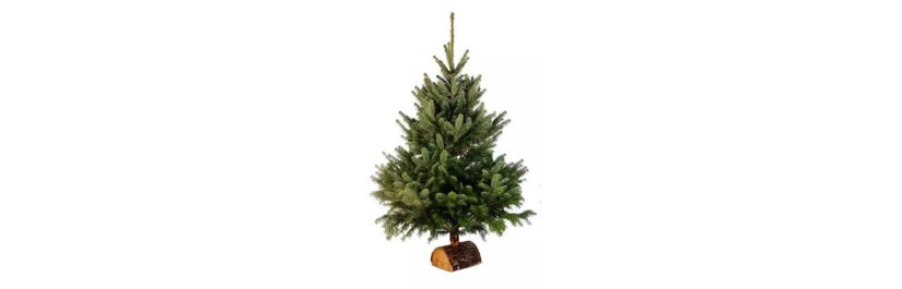 Sapin de Noël