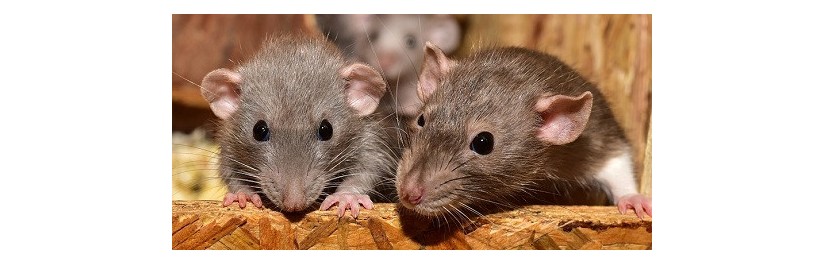 Rat&Souris